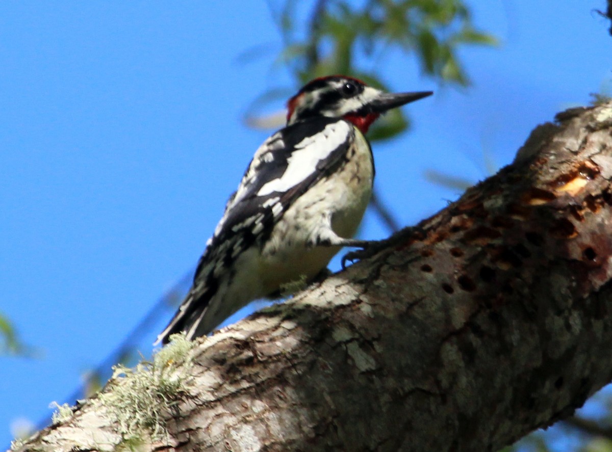 Red-naped Sapsucker - Connie Haile