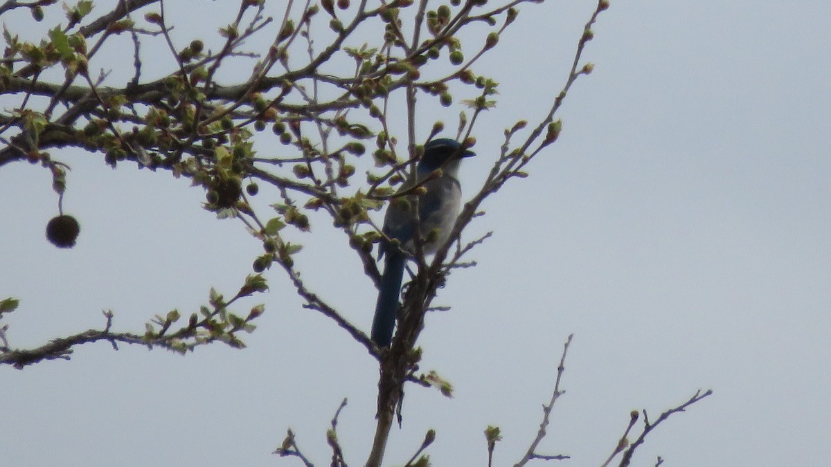 California Scrub-Jay - Katie Smith