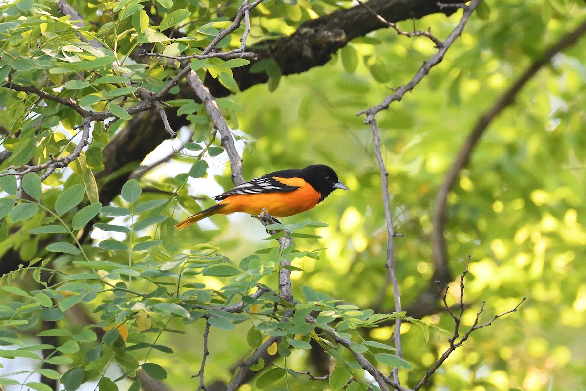 Baltimore Oriole - ML214744781