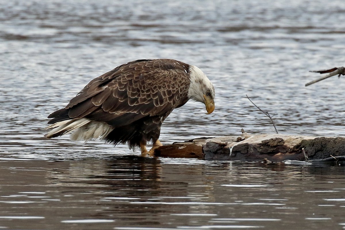 Bald Eagle - ML214745941