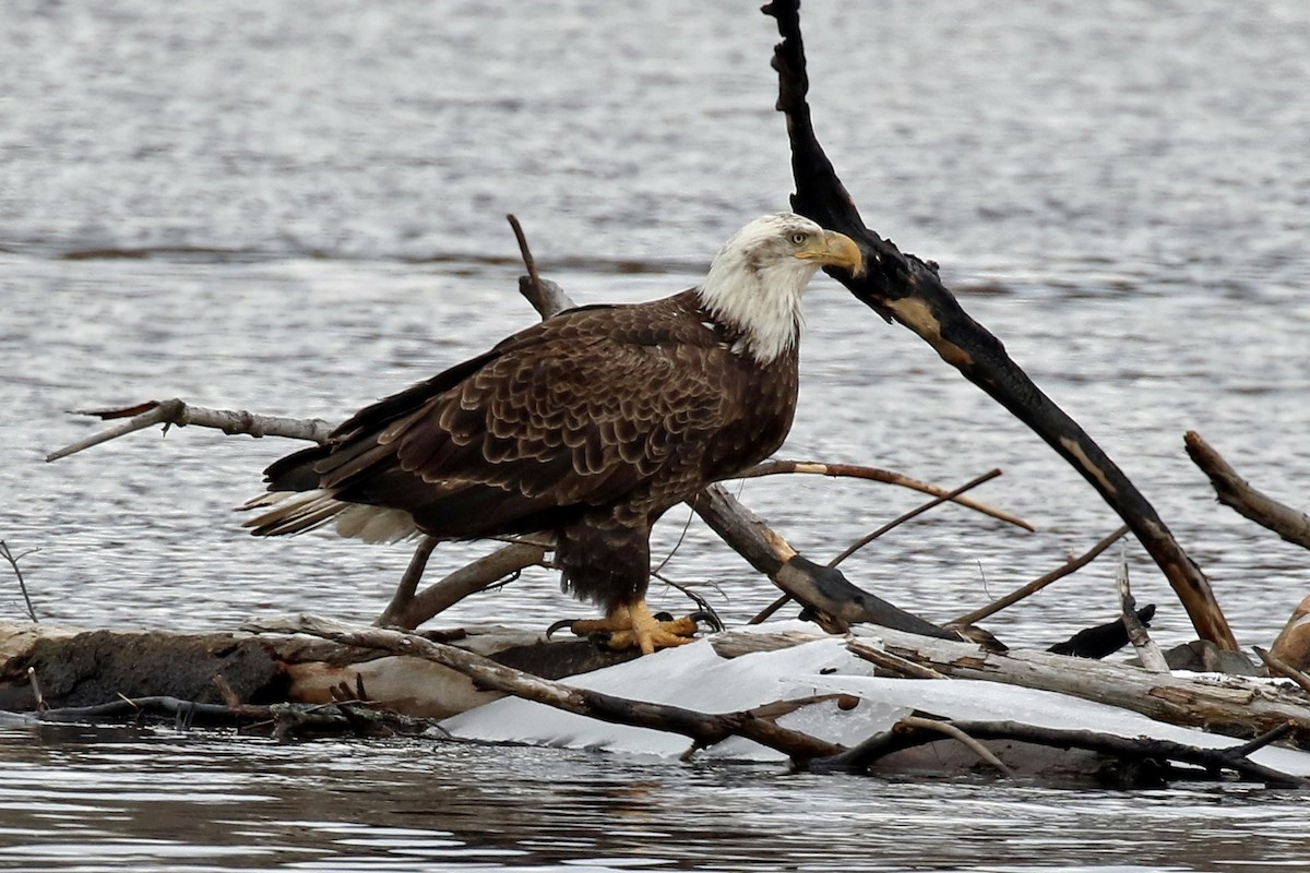 Bald Eagle - ML214745951