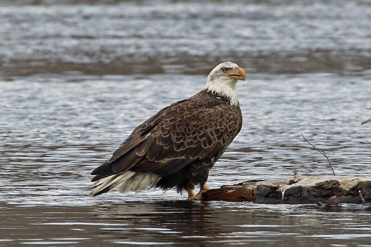 Bald Eagle - ML214745981