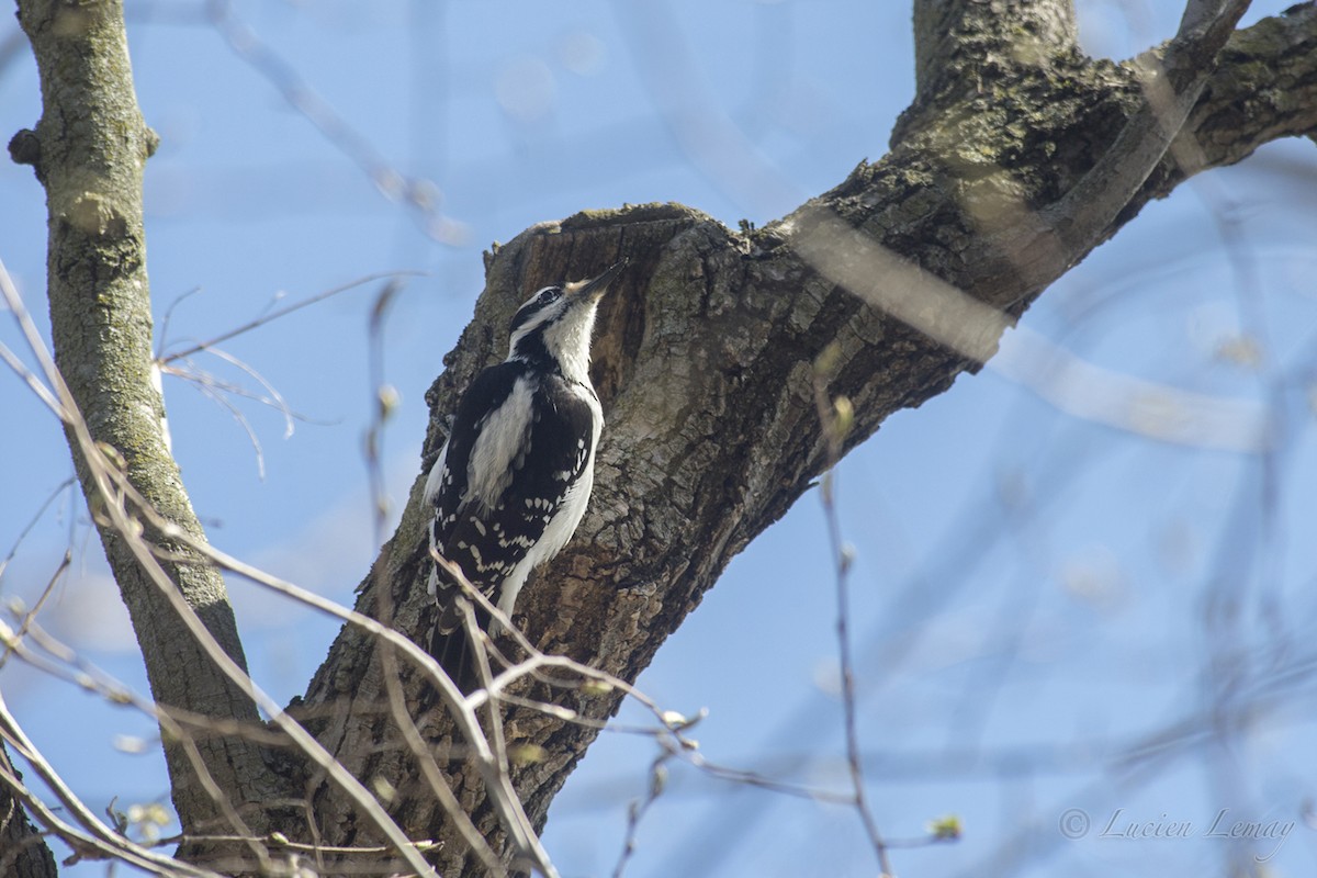 Hairy Woodpecker - Lucien Lemay