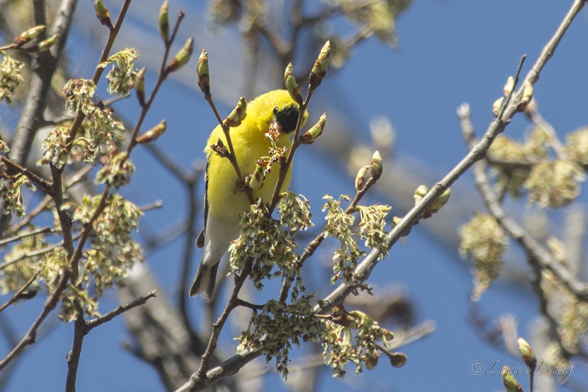 Chardonneret jaune - ML214746531