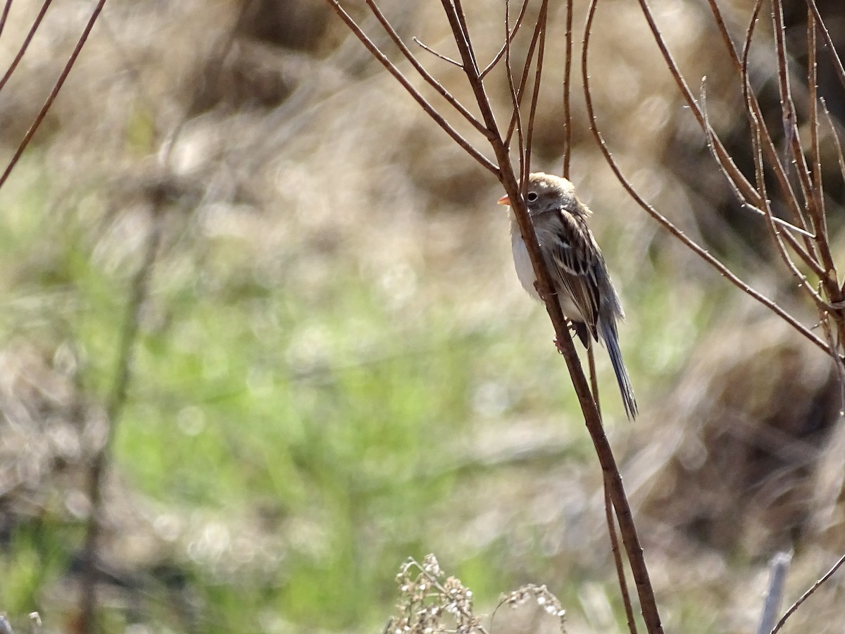 Field Sparrow - ML214749281