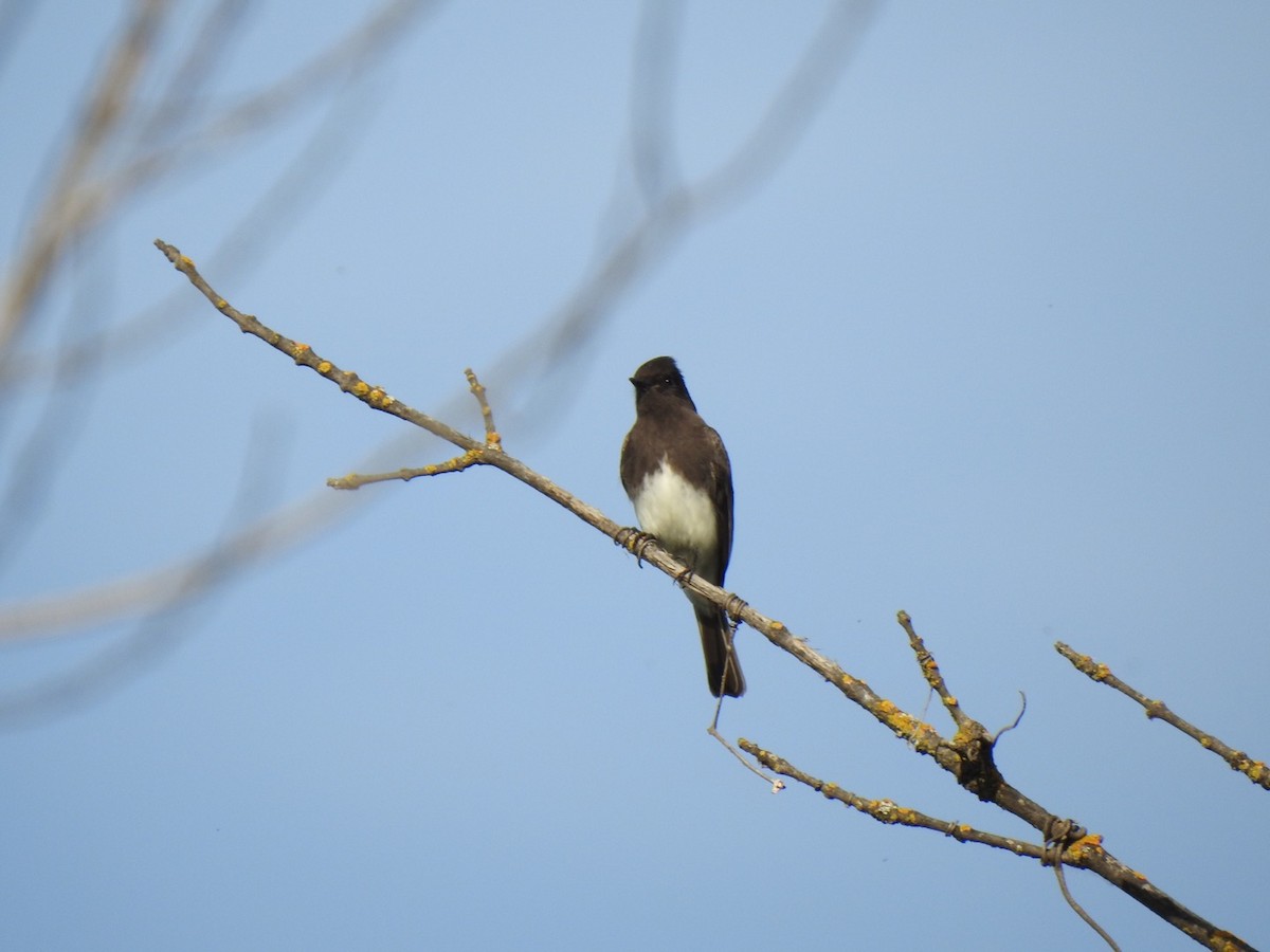 Black Phoebe - ML214750451