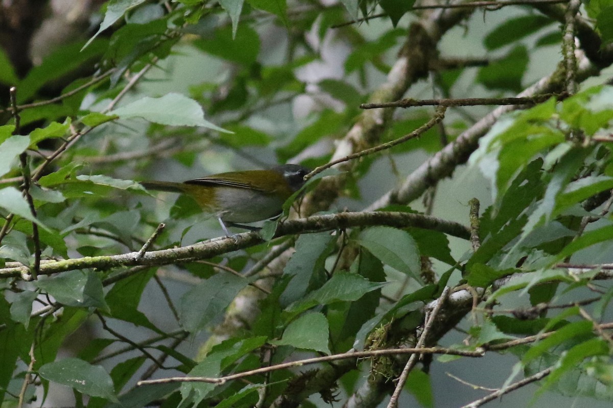 Ashy-throated Chlorospingus (Ashy-throated) - ML214752441