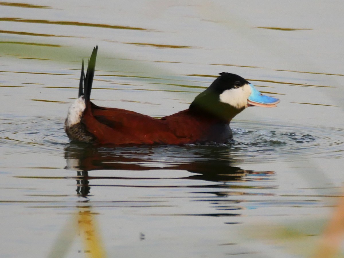 Ruddy Duck - Tammy Brown