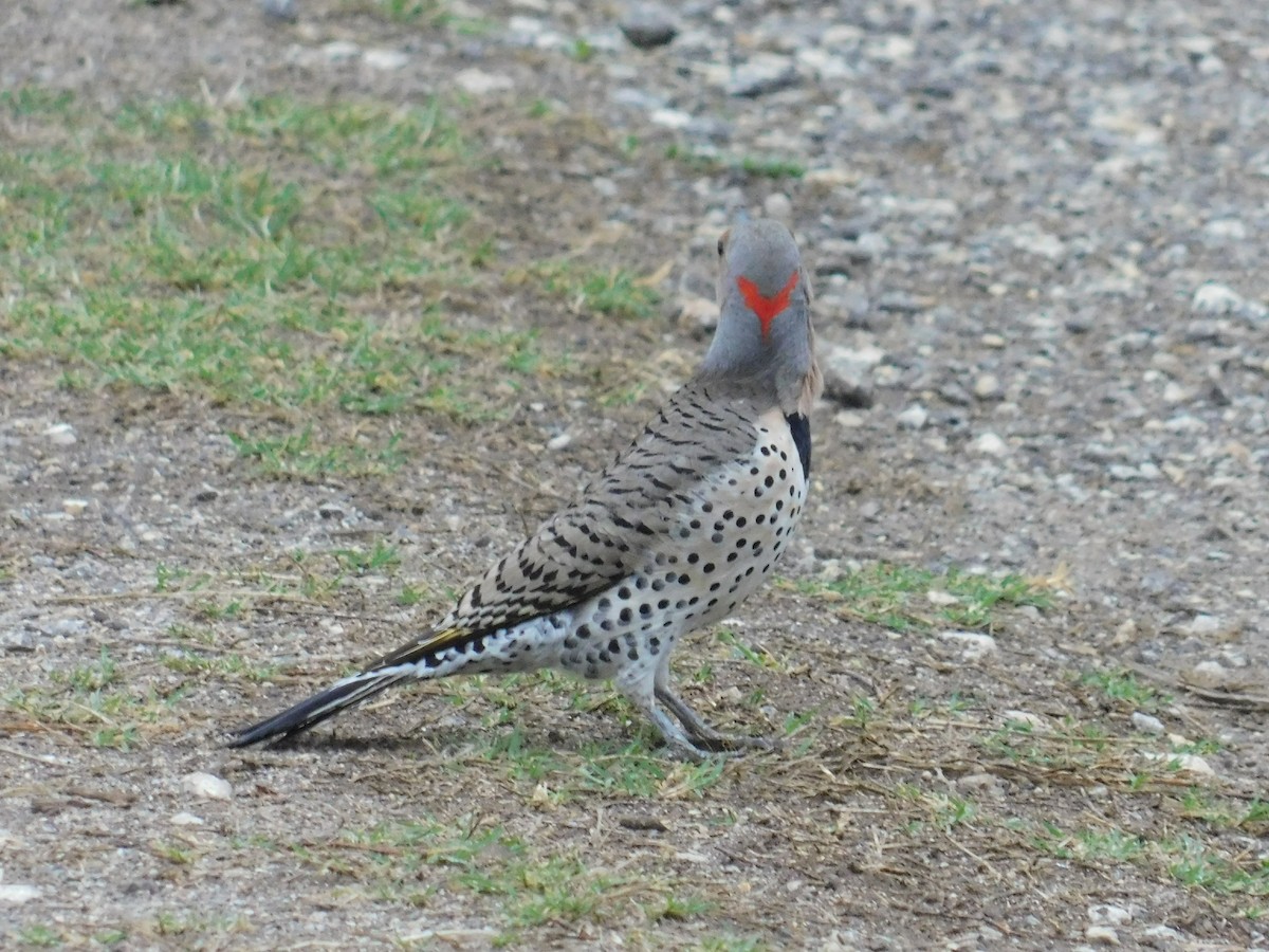 Northern Flicker - ML214752701