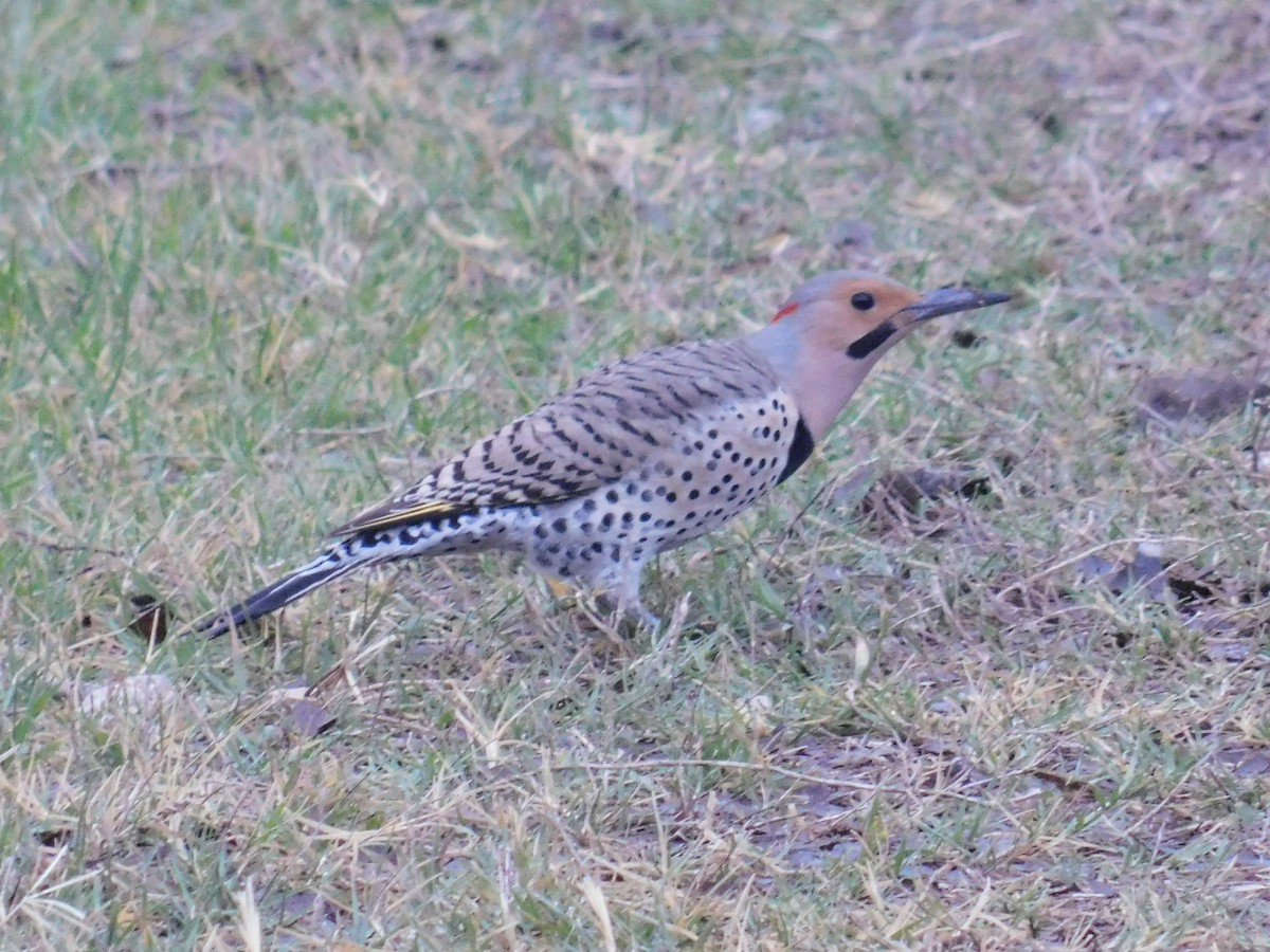 ハシボソキツツキ - ML214752741