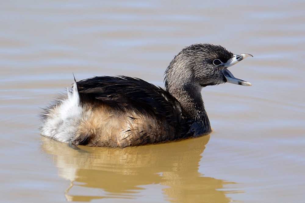 Pied-billed Grebe - Jay Wilbur