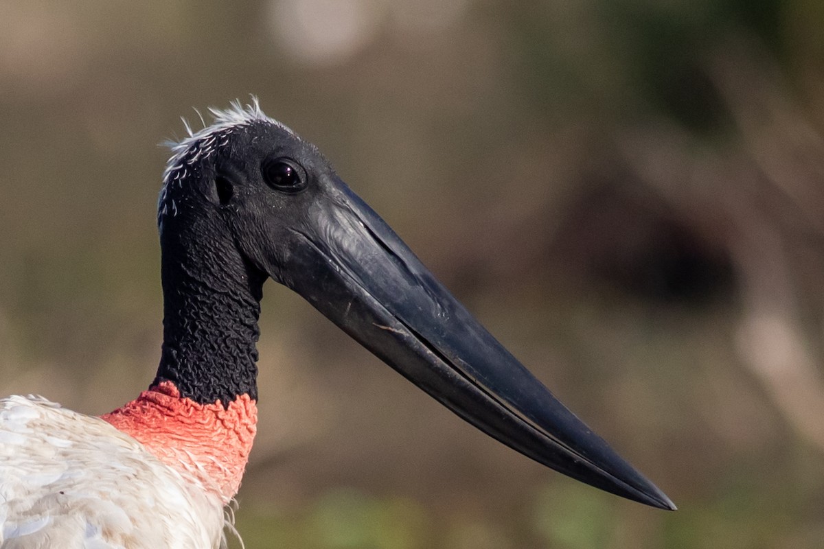 Jabiru - ML214757151