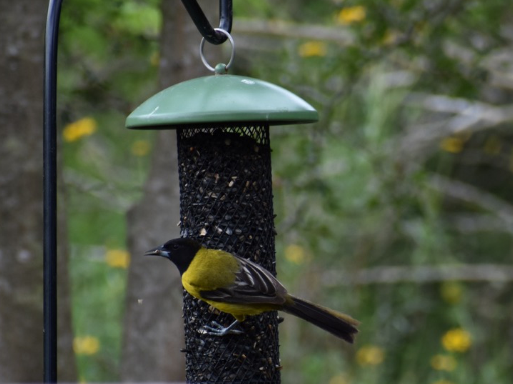 Audubon's Oriole - Kerri sloan