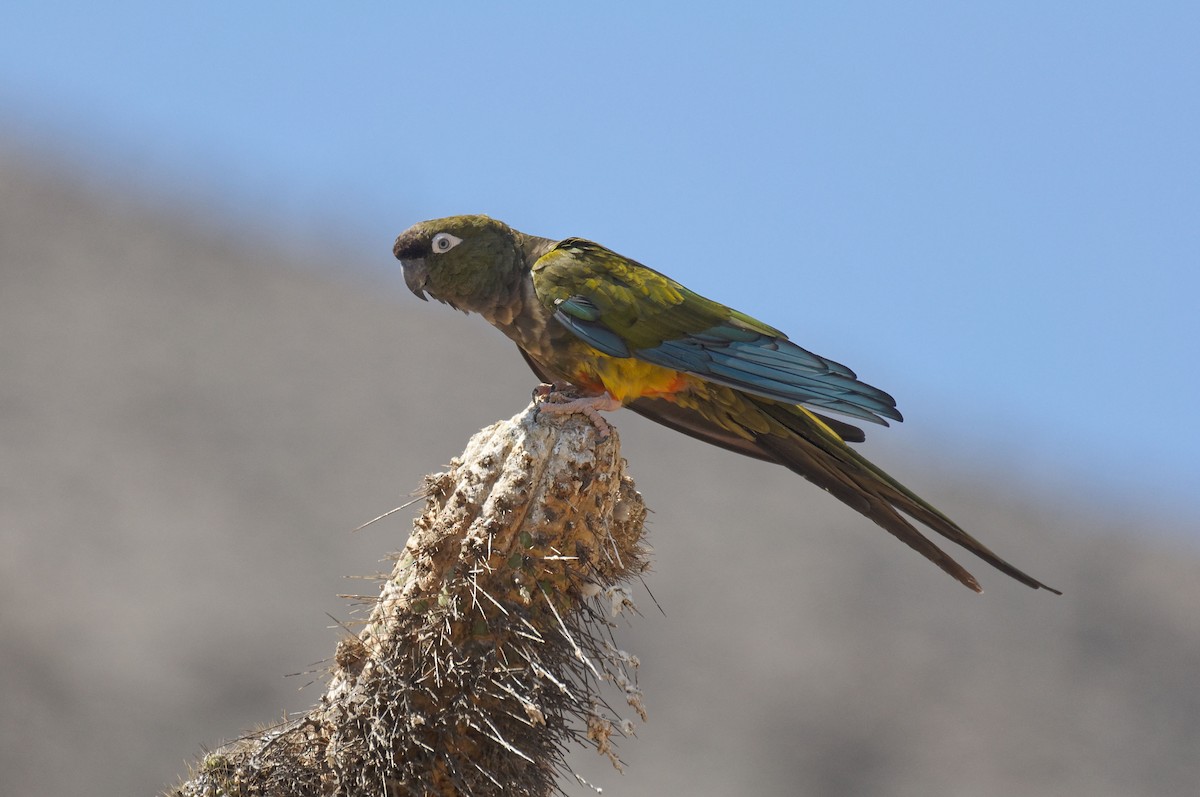 Patagonya Papağanı - ML214757311