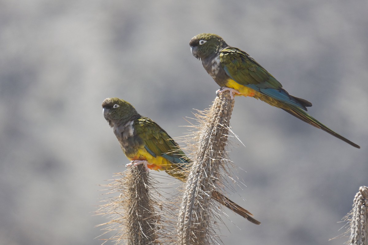 Burrowing Parakeet - ML214757331