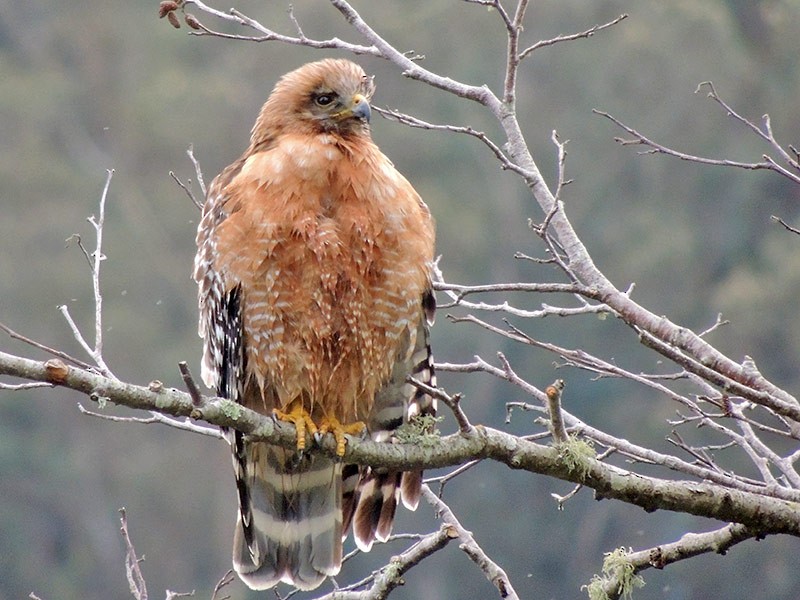 Red-shouldered Hawk - ML214758201