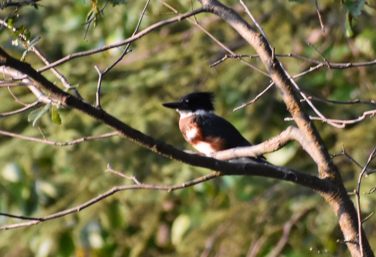 Belted Kingfisher - ML214760791