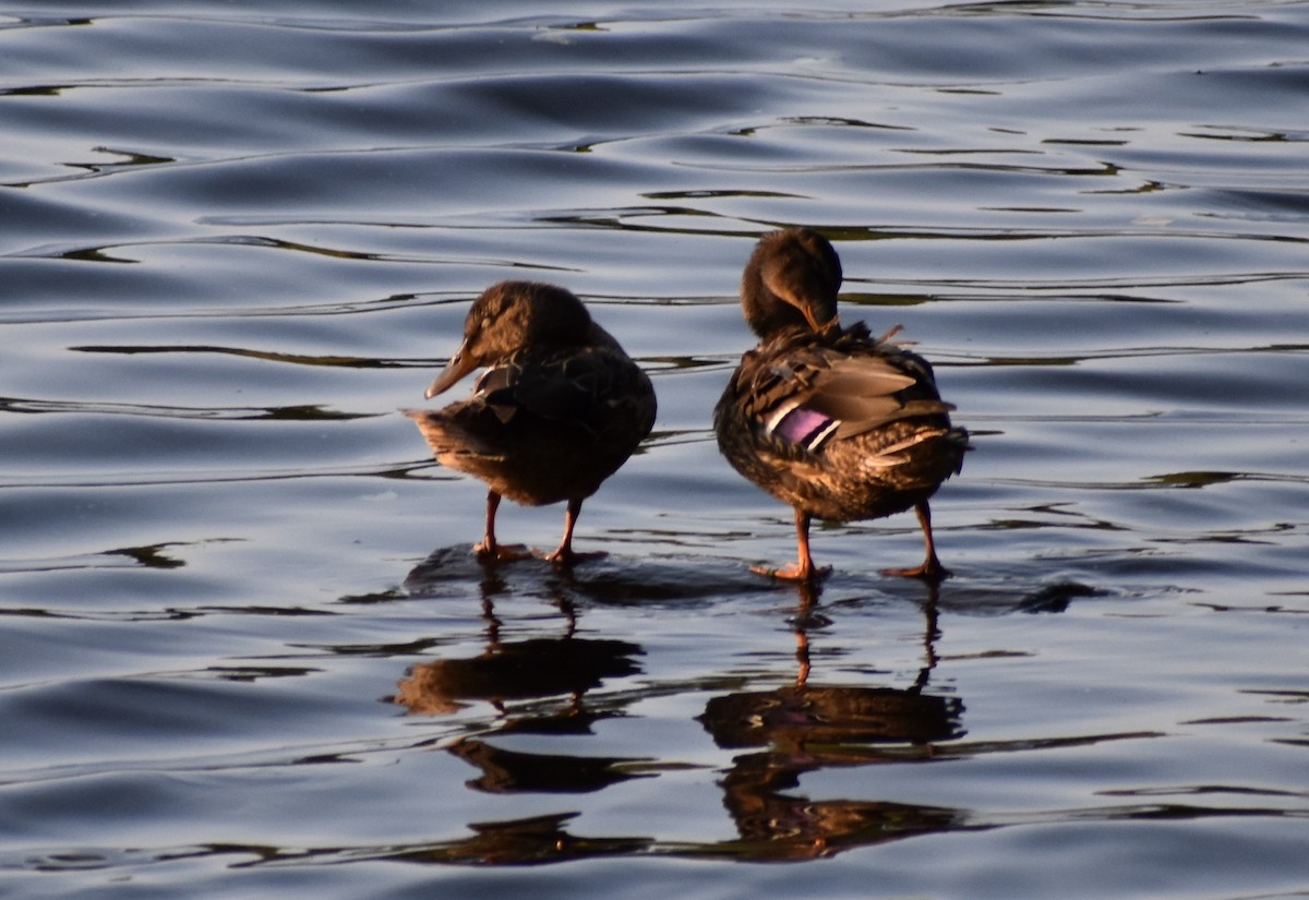 Canard colvert - ML214761061