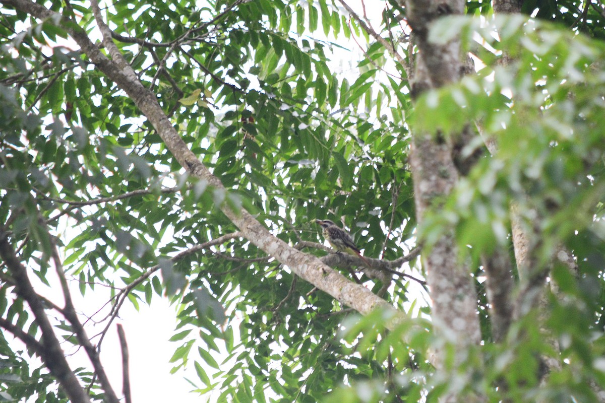 Streaked Flycatcher - Alex Sánchez