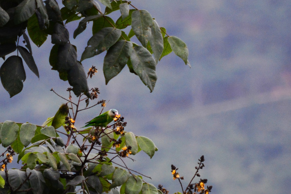 Gray-cheeked Parakeet - Alex Sánchez