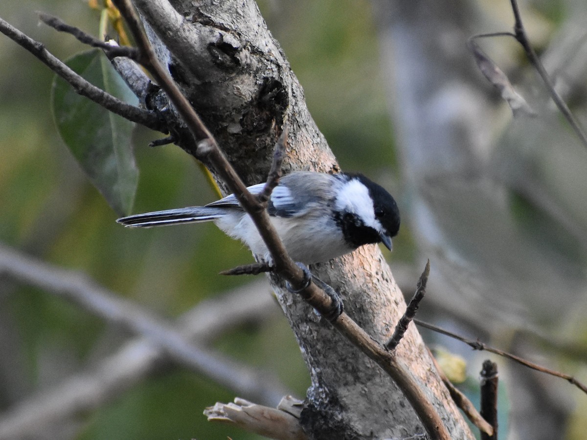 Mésange à tête noire - ML214762221