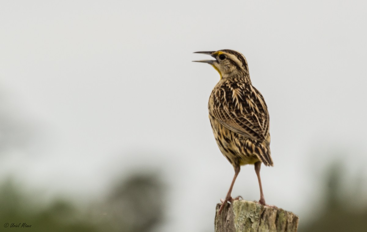 Eastern Meadowlark (Eastern) - ML214763831