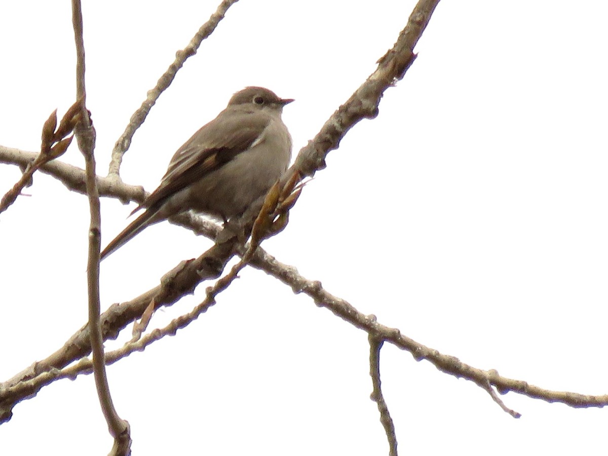 Townsend's Solitaire - ML214763901