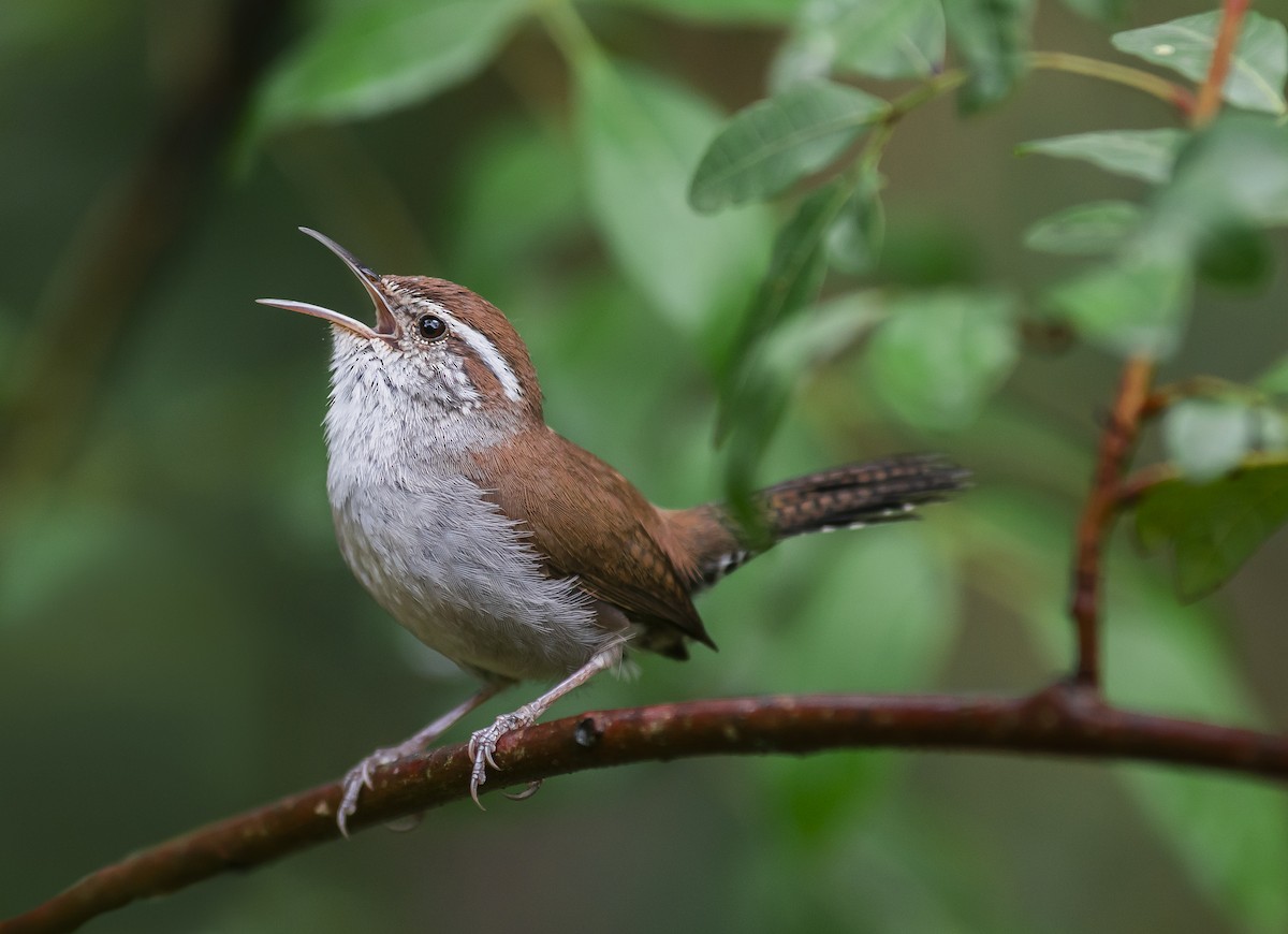 Bewick's Wren - ML214764391