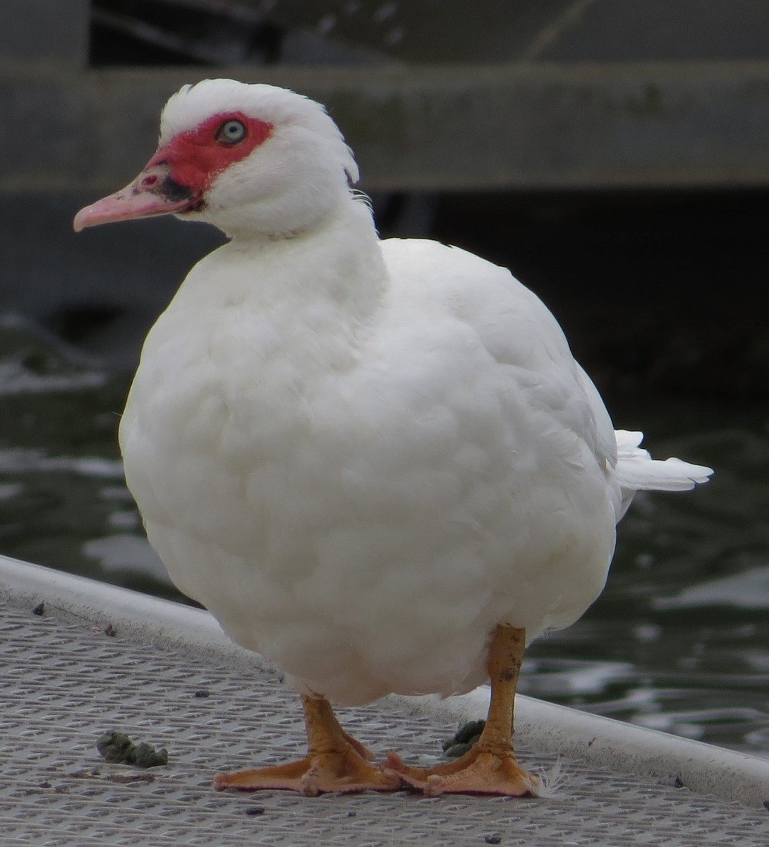 Muscovy Duck (Domestic type) - Carolyn Mathur