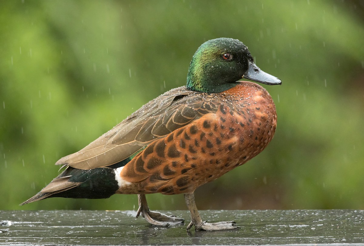 Chestnut Teal - David Irving