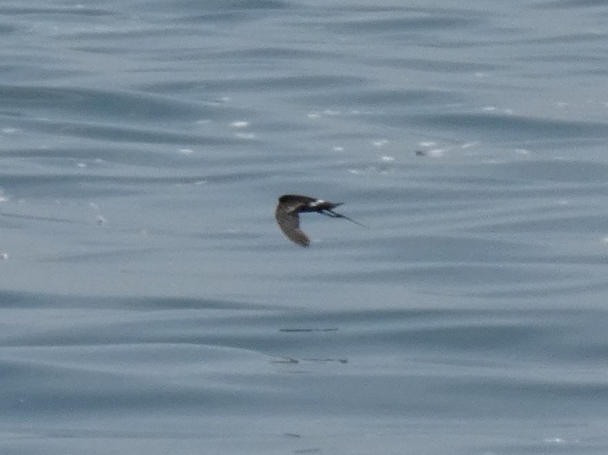 Elliot's Storm-Petrel - ML214765451