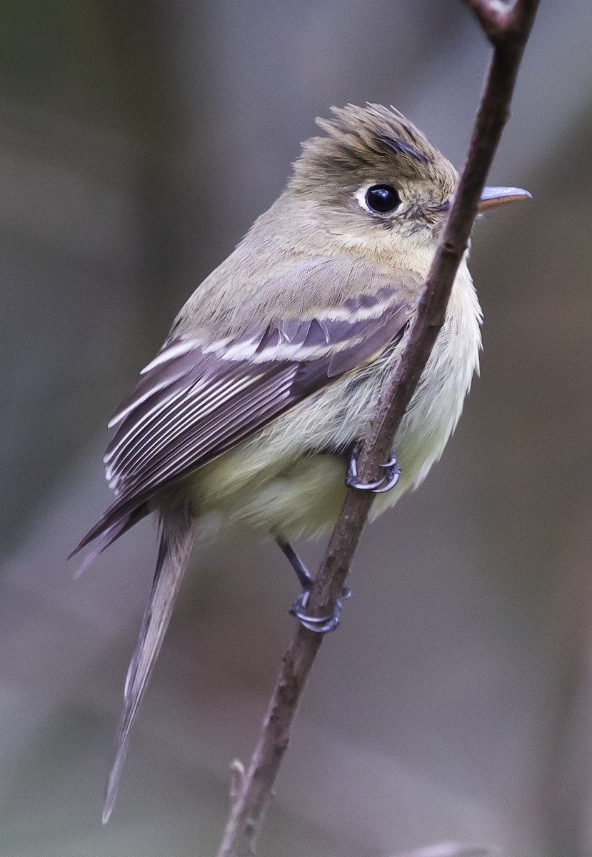 Western Flycatcher (Pacific-slope) - ML214765681