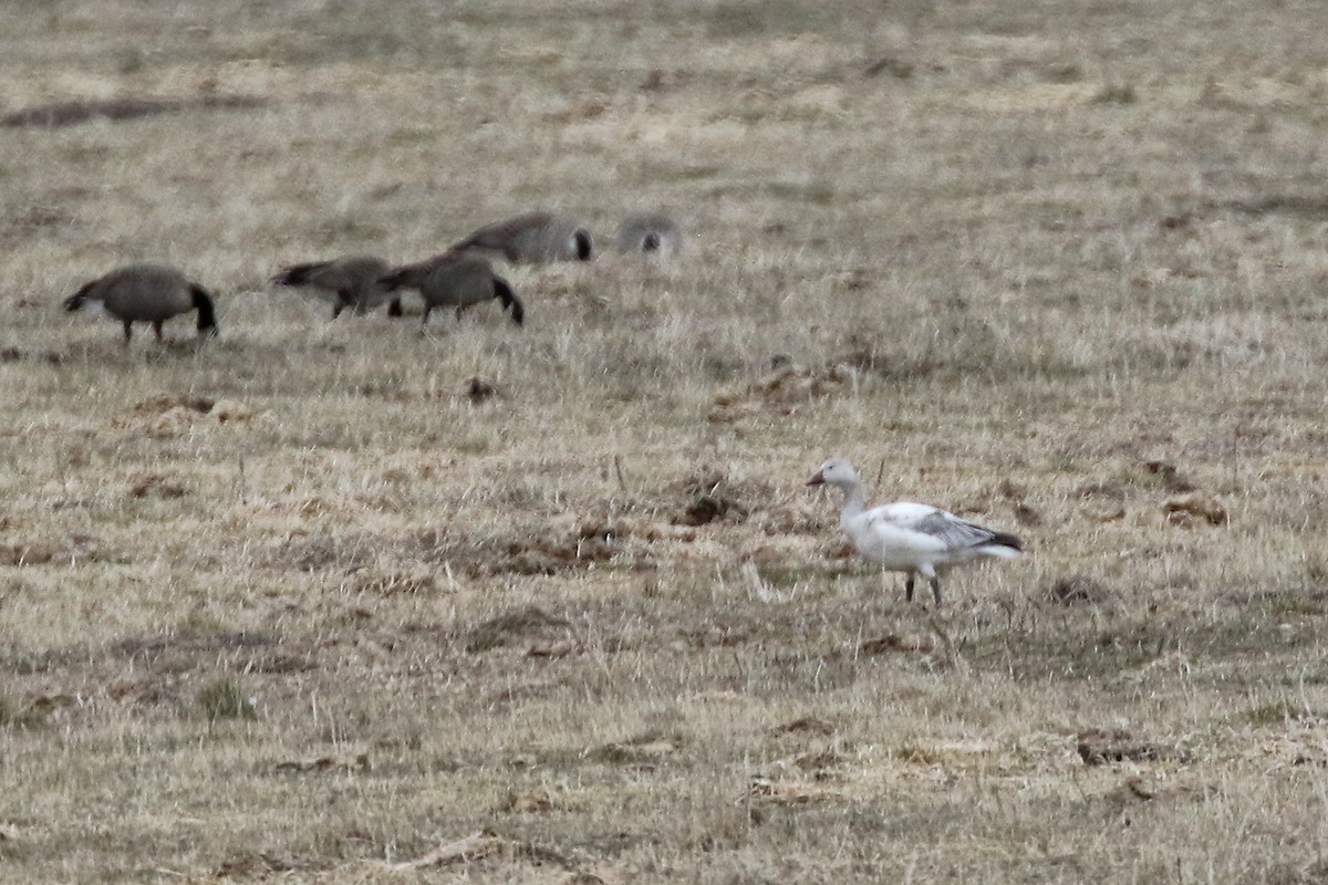 Snow Goose - Marlene Cashen