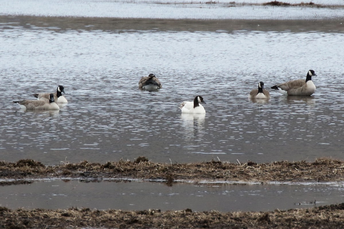 Canada Goose (moffitti/maxima) - Marlene Cashen