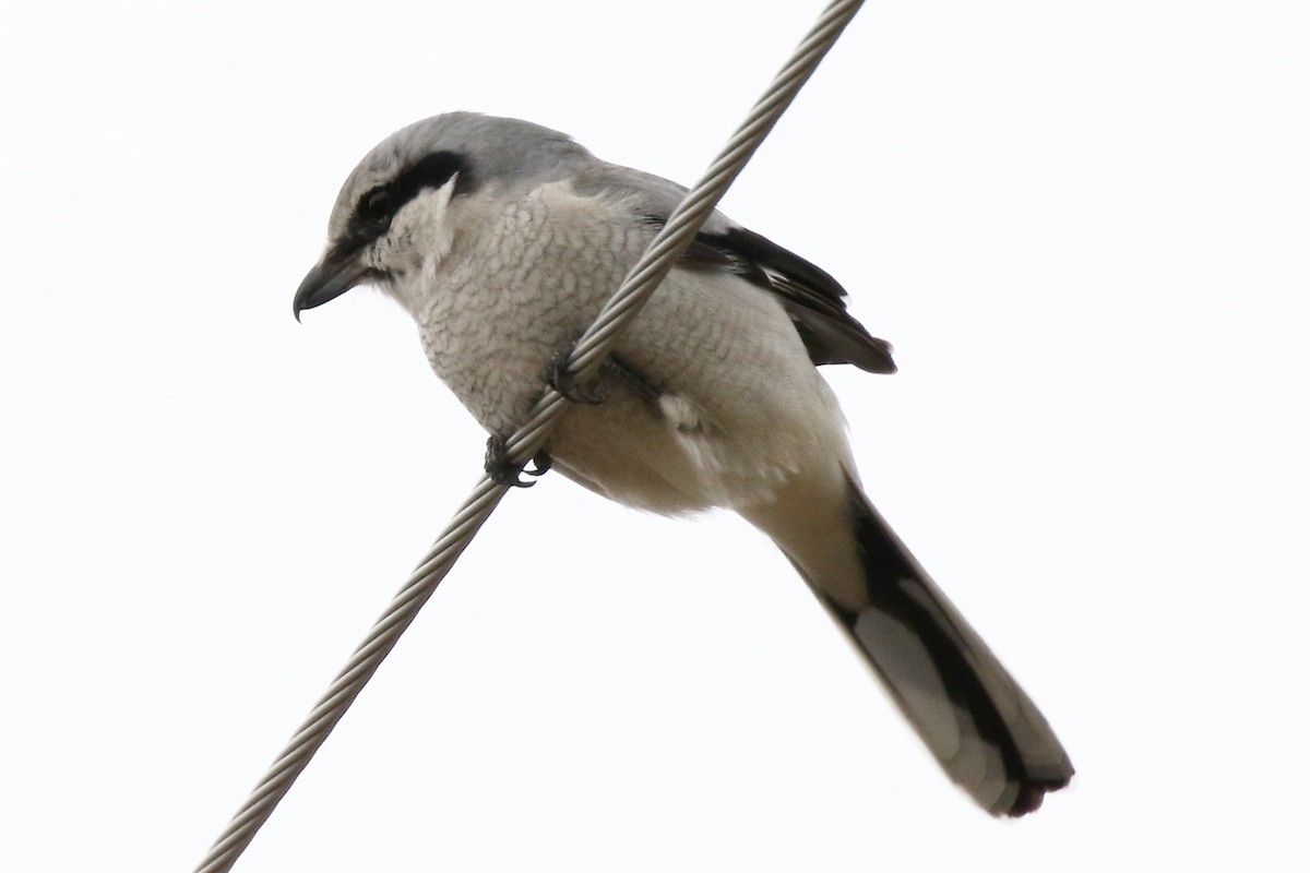 Northern Shrike - Marlene Cashen