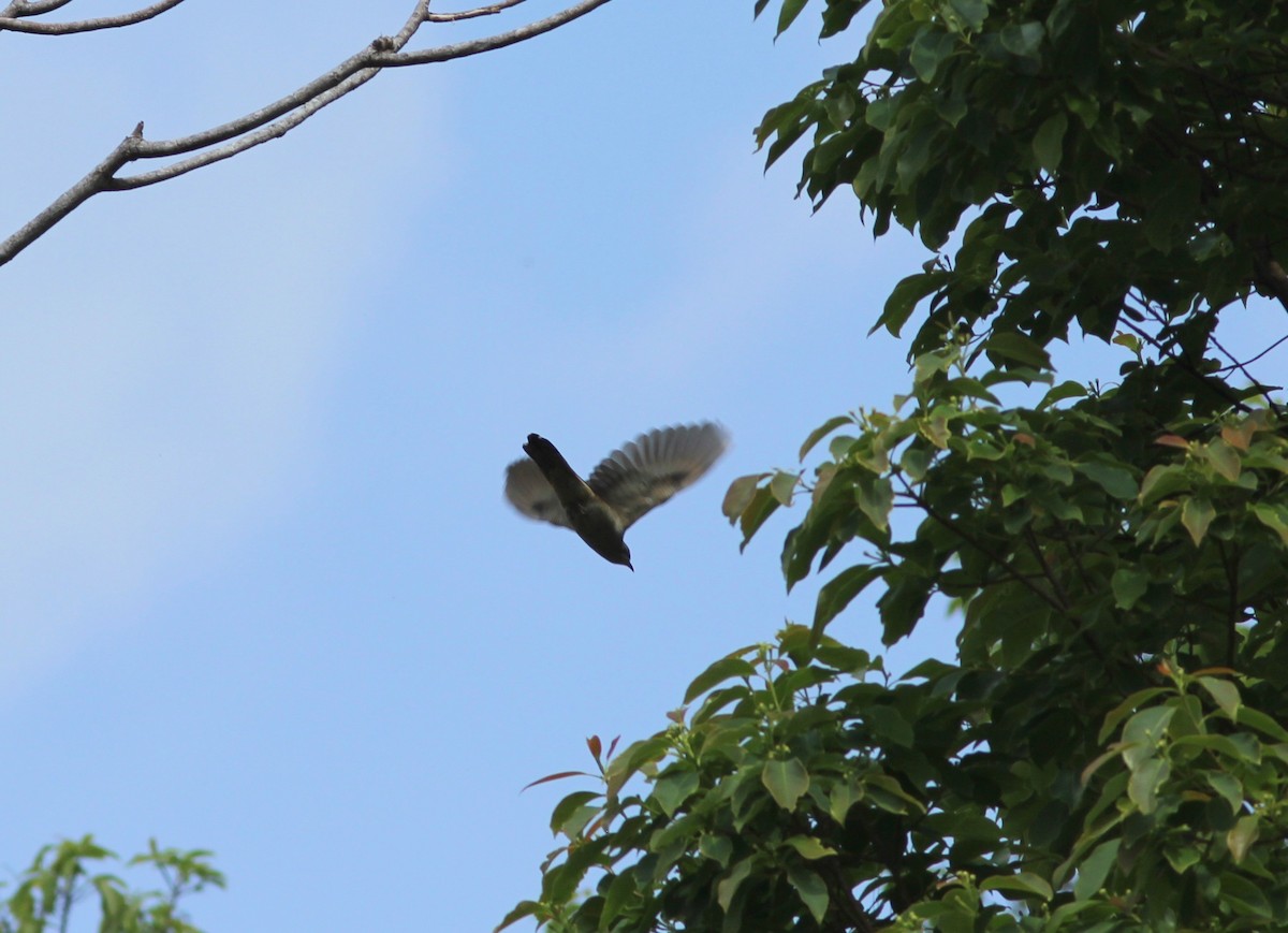 Banded Bay Cuckoo - ML214771231