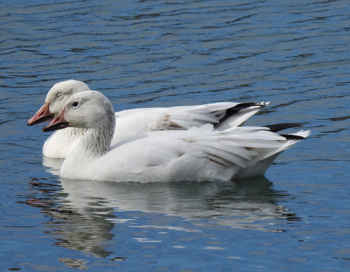 Snow Goose - ML214772421