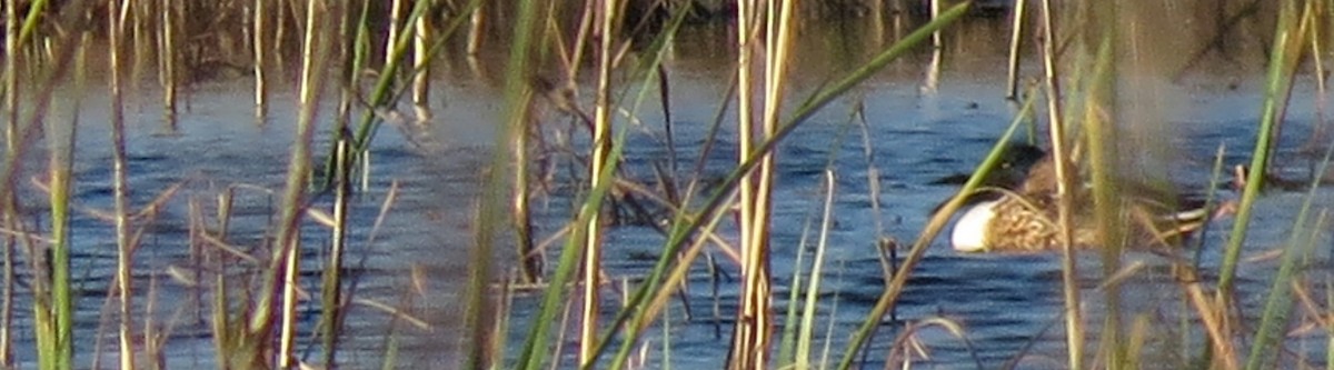 Northern Shoveler - Tammy Hester