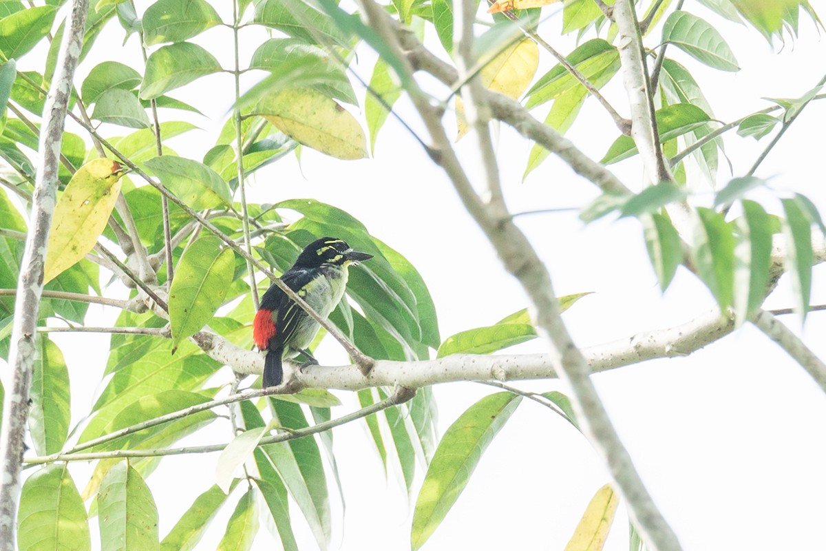 Red-rumped Tinkerbird - ML214773111