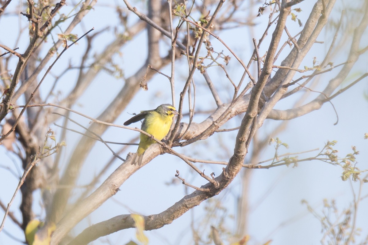 Yellow-fronted Canary - ML214773661