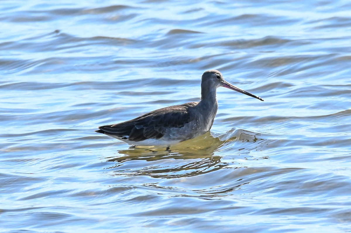 Black-tailed Godwit - ML214774231