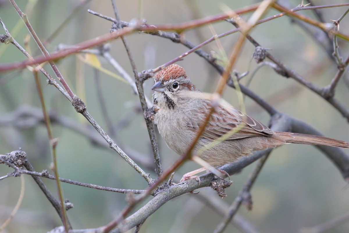 Rufous-crowned Sparrow - ML214774751