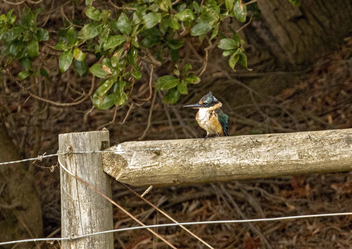 Sacred Kingfisher - ML214775761