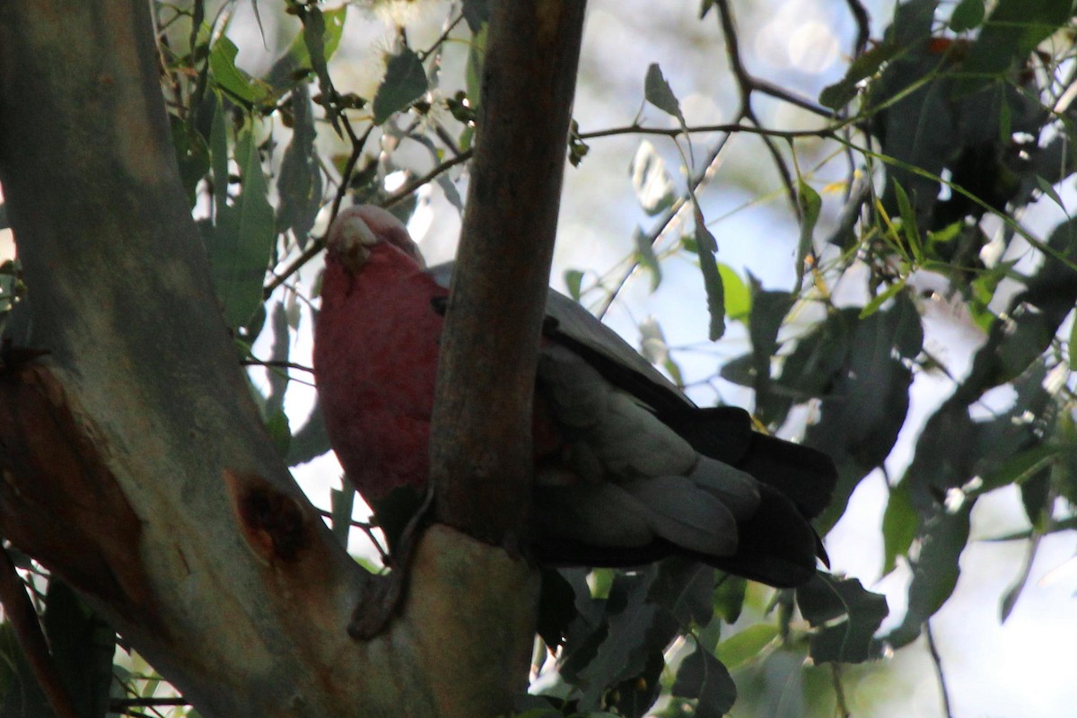 Cacatúa Galah - ML214775851