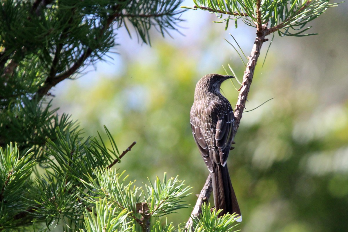 Little Wattlebird - Janet Washbon