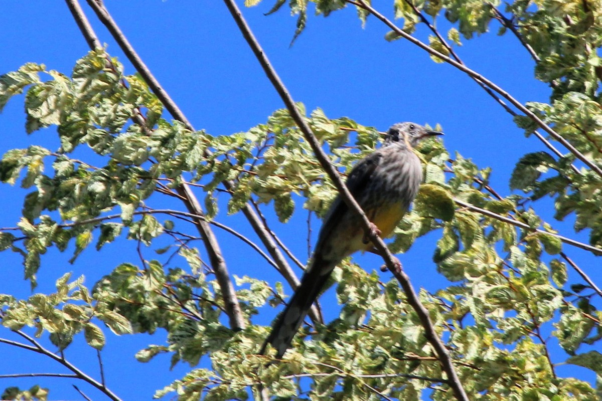 Yellow Wattlebird - ML214776261