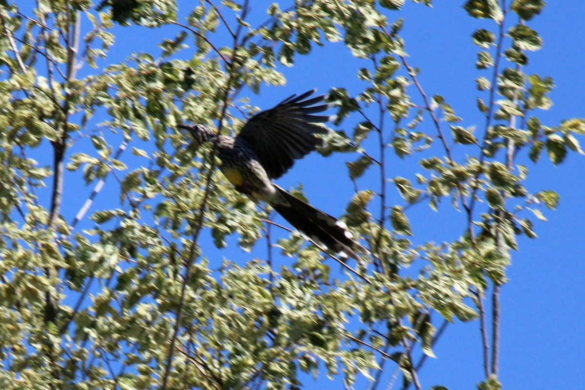 Yellow Wattlebird - ML214776291