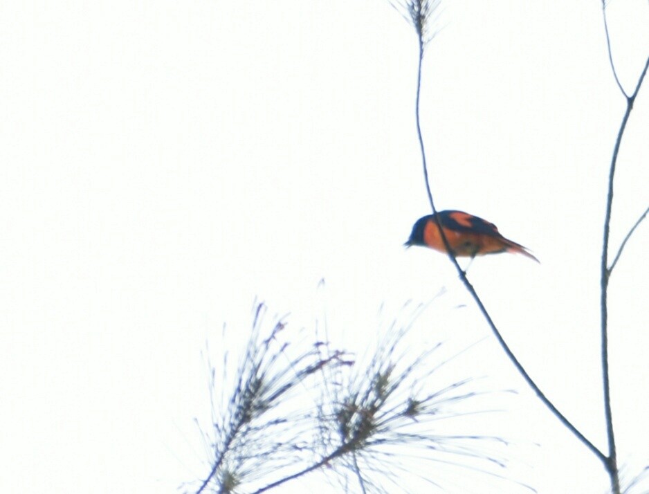 Orange Minivet - ML214777461