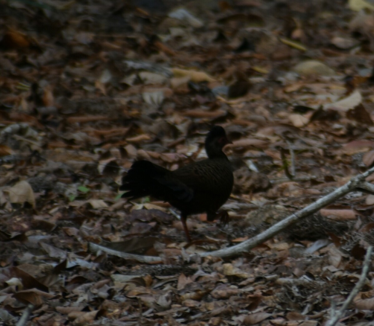 Red Spurfowl - ML214777481