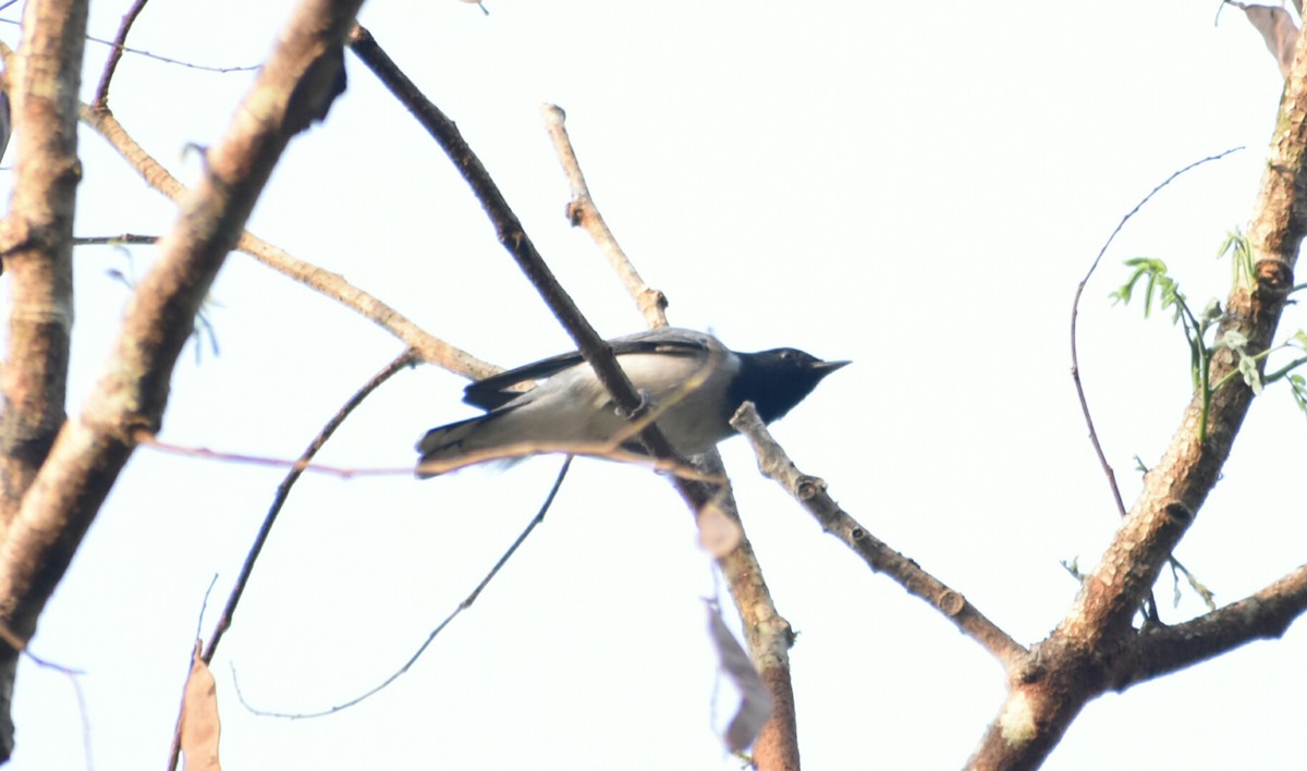 Black-headed Cuckooshrike - ML214777561